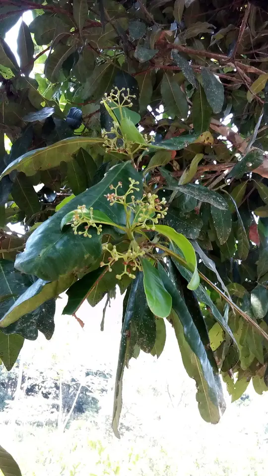 Allspice (Pimenta dioica)
