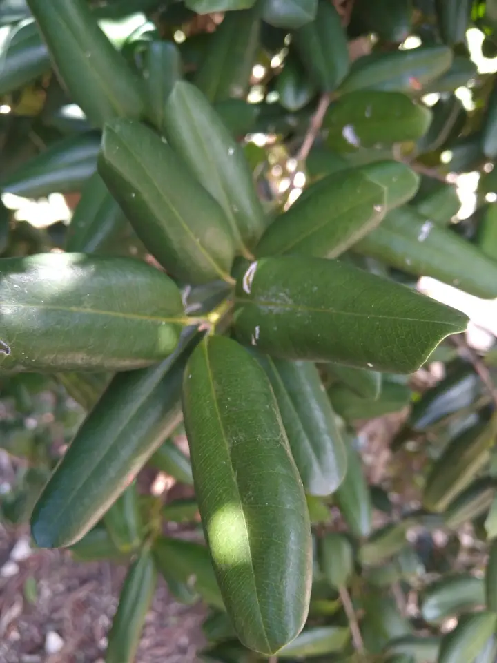 Bay Rum Tree (Pimenta racemosa)