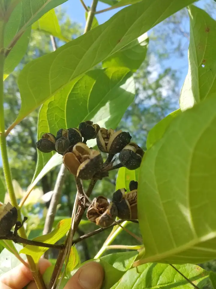 Georgia Bark (Pinckneya bracteata)