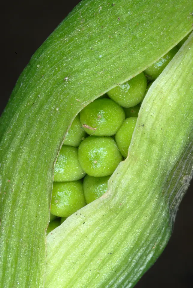 Fan-Leaf Chinese Green Dragon (Pinellia pedatisecta)