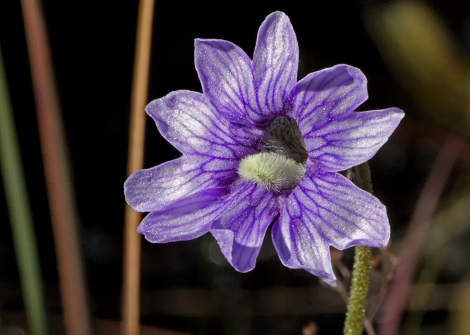 Blue Butterwort (Pinguicula caerulea)