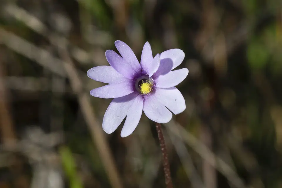Godfrey's Butterwort (Pinguicula ionantha)