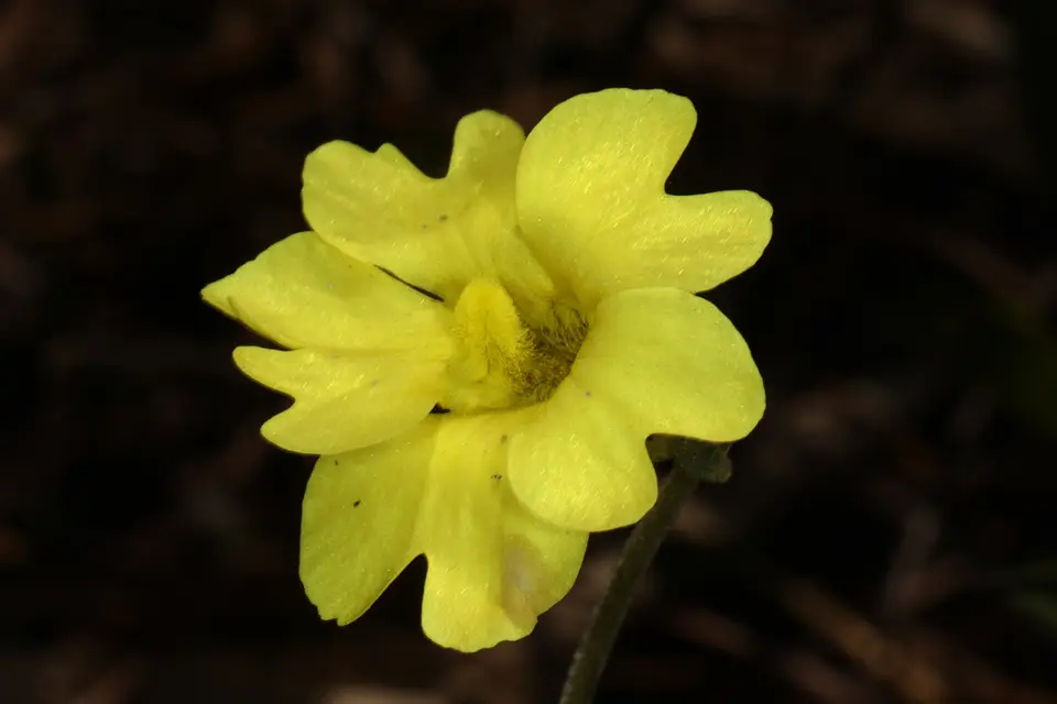 Yellow Butterwort (Pinguicula lutea)