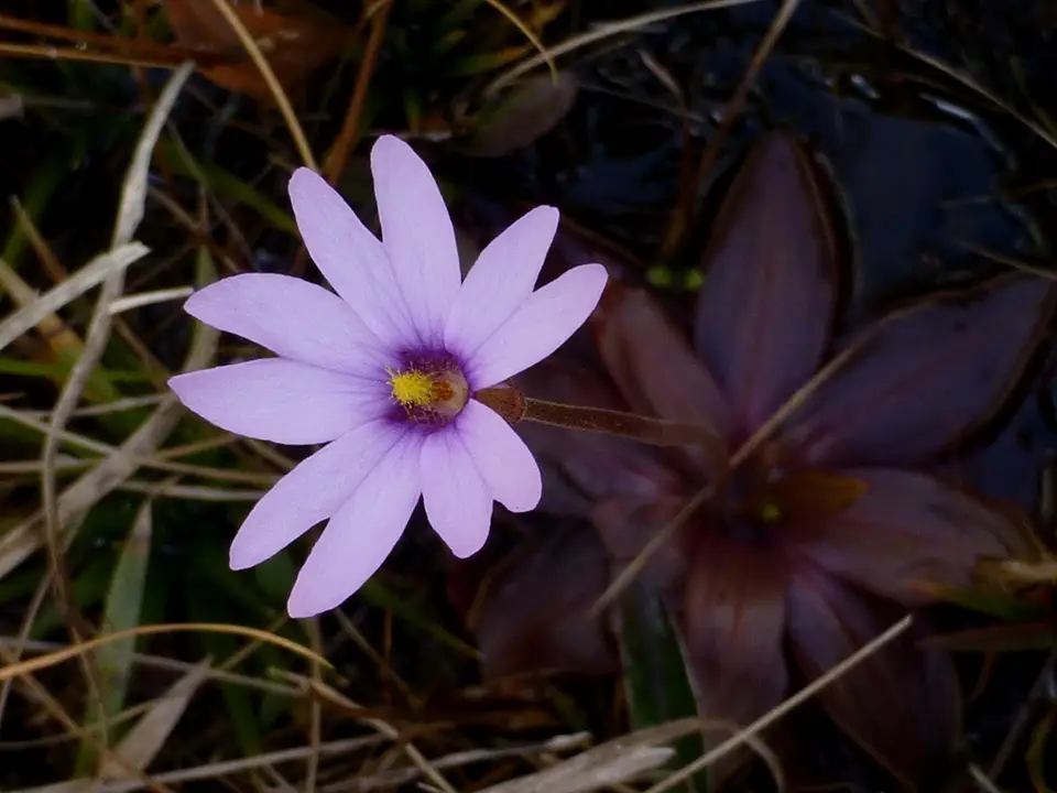 Chapman's Butterwort (Pinguicula planifolia)