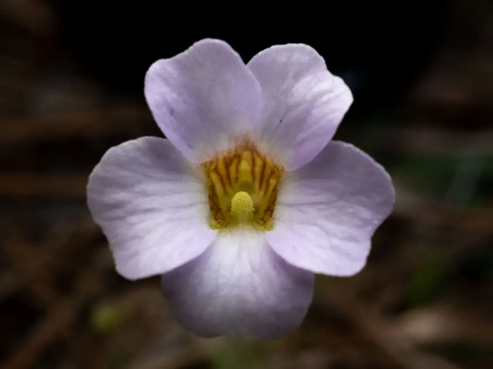 Small Butterwort (Pinguicula pumila)