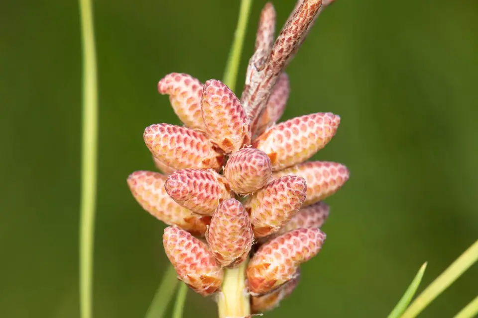 Sand Pine (Pinus clausa)