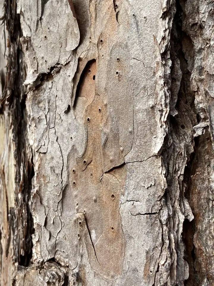 Shortleaf Pine (Pinus echinata)