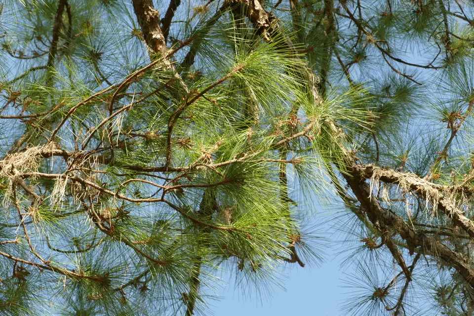 Slash Pine (Pinus elliottii)