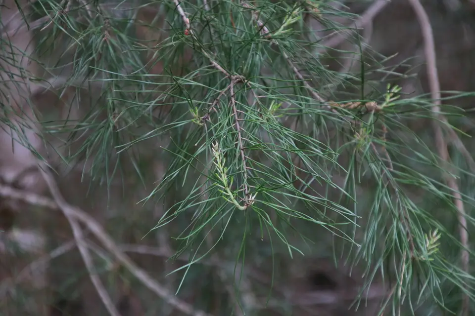 Spruce Pine (Pinus glabra)