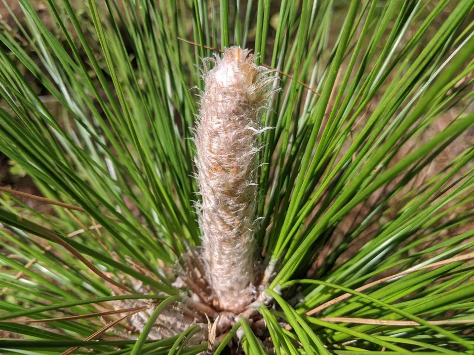Longleaf Pine (Pinus palustris)