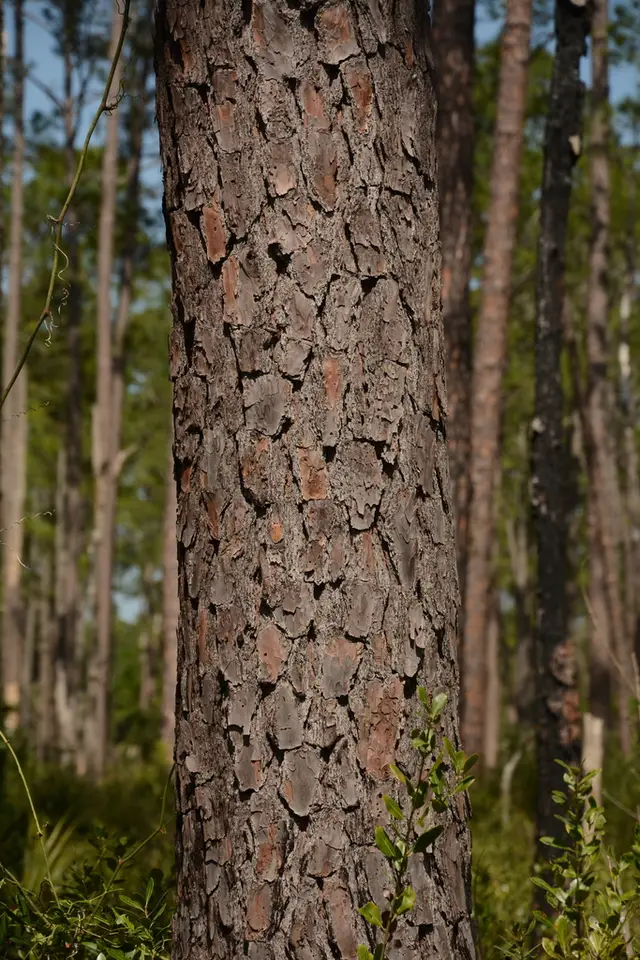 Pond Pine (Pinus serotina)