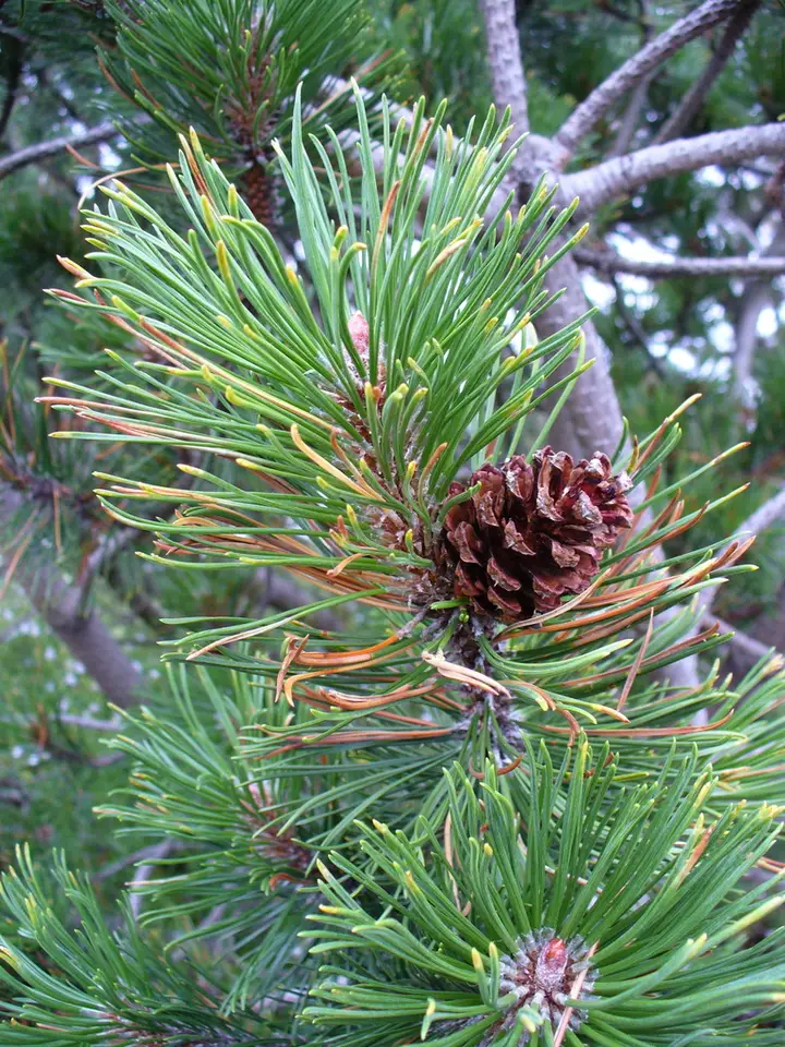 Virginia Pine (Pinus virginiana)