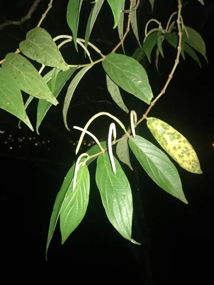 Spiked Pepper (Piper aduncum)