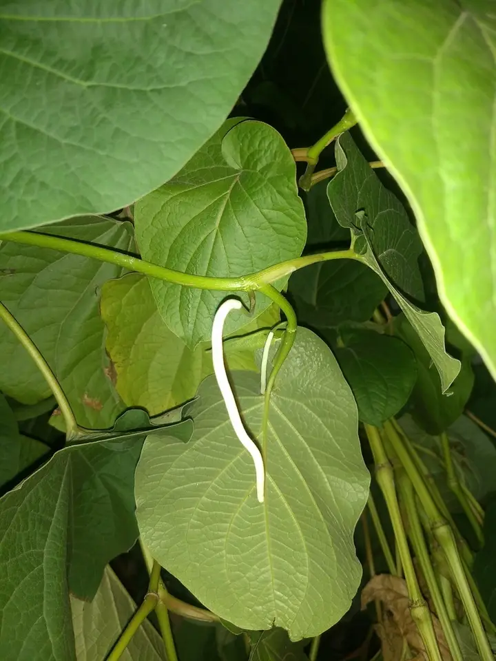 Root Beer Plant (Piper auritum)