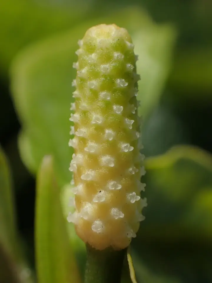 Lolot Pepper (Piper sarmentosum)