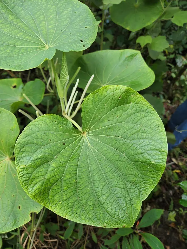 Pariparoba (Piper umbellatum)