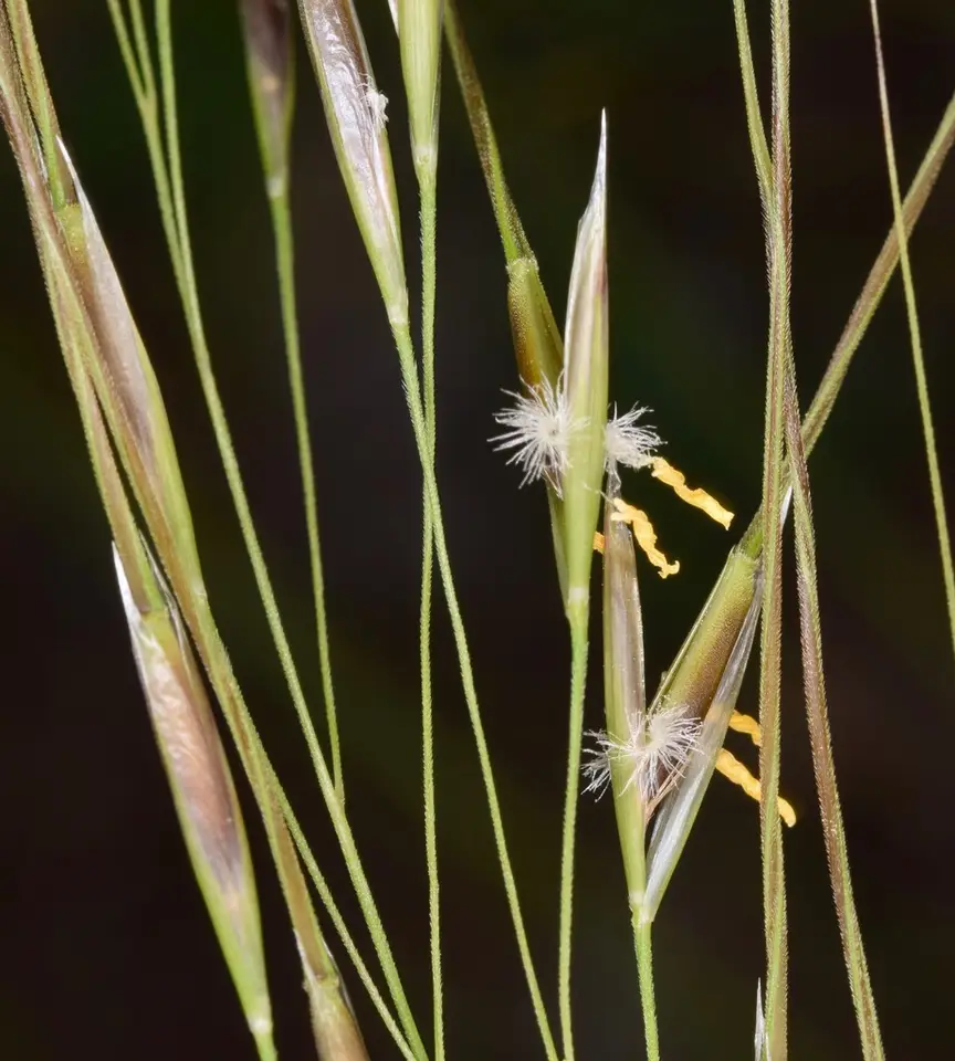 Blackseed Needlegrass (Piptochaetium avenaceum)