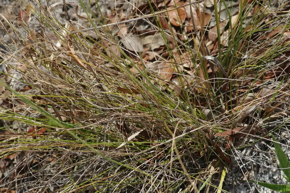 Florida Speargrass (Piptochaetium avenacioides)