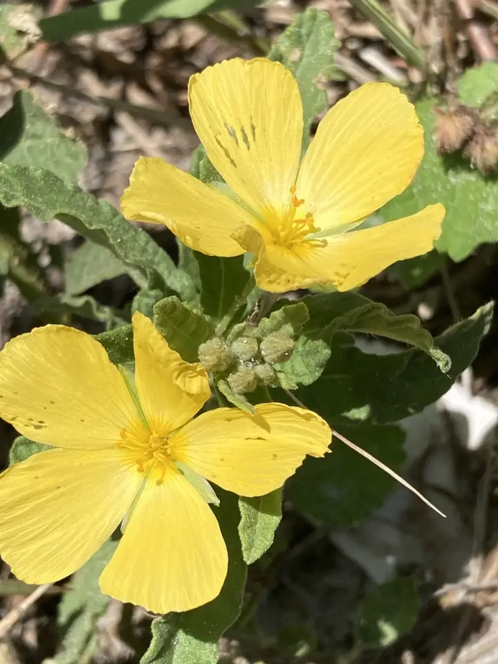 Pitted Stripeseed (Piriqueta cistoides)