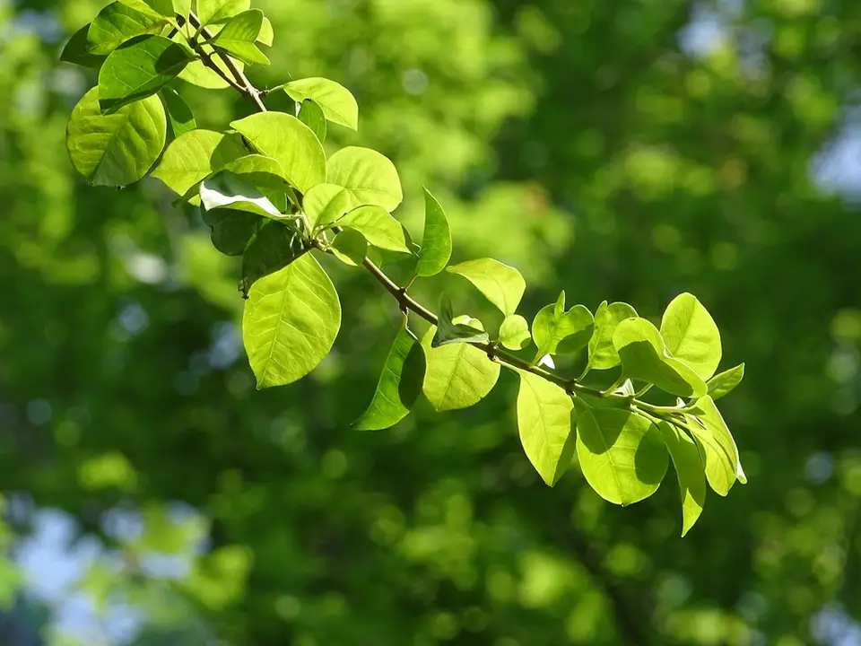 Native Bougainvillea (Pisonia aculeata)