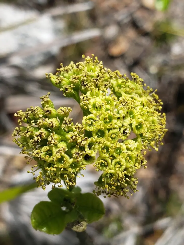 Smooth Devil's Claws (Pisonia rotundata)