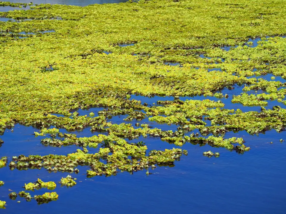 Water Lettuce (Pistia stratiotes)