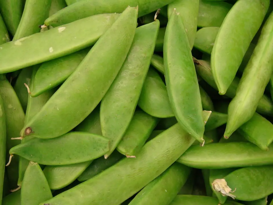 Common Pea (Pisum sativum)
