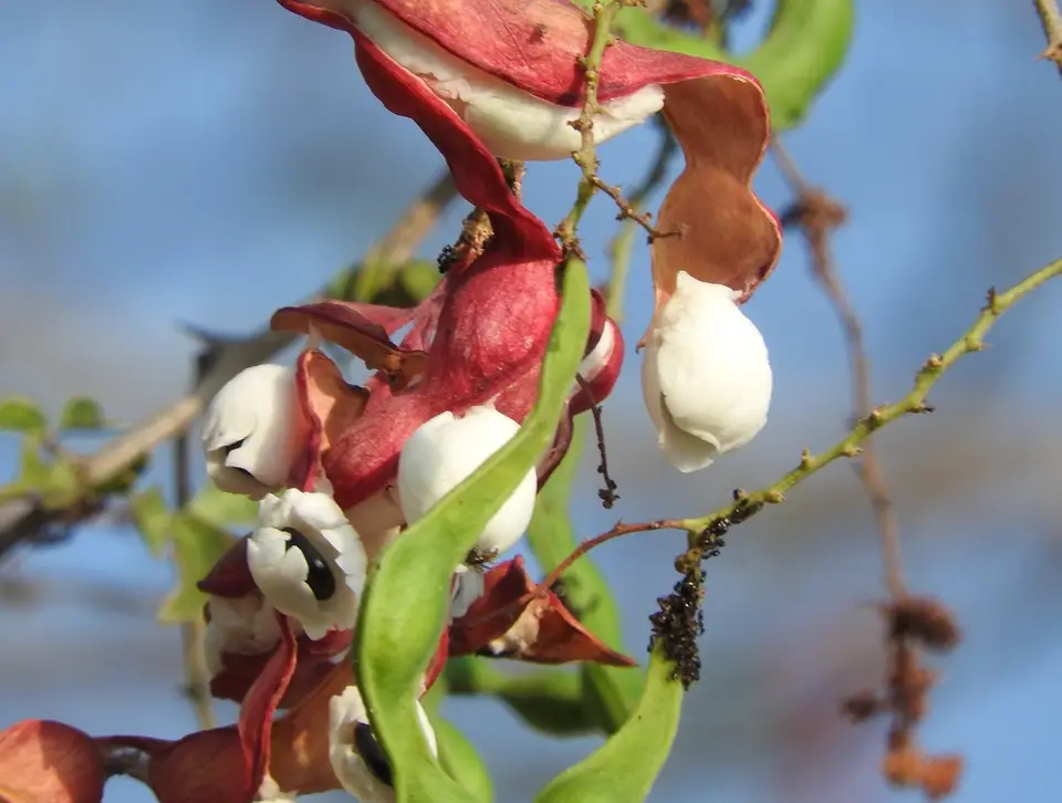 Madras Thorn (Pithecellobium dulce)