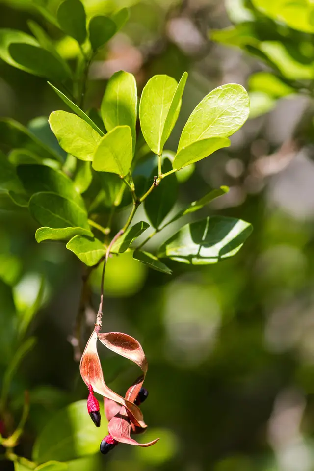 Blackbead (Pithecellobium keyense)