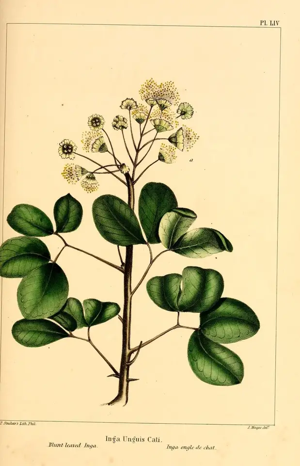 Catclaw Blackbead (Pithecellobium unguis-cati)