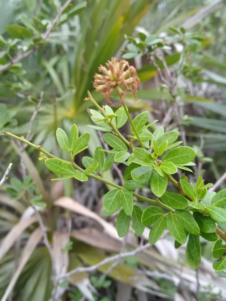 Pithecellobium × bahamense (Pithecellobium × bahamense)