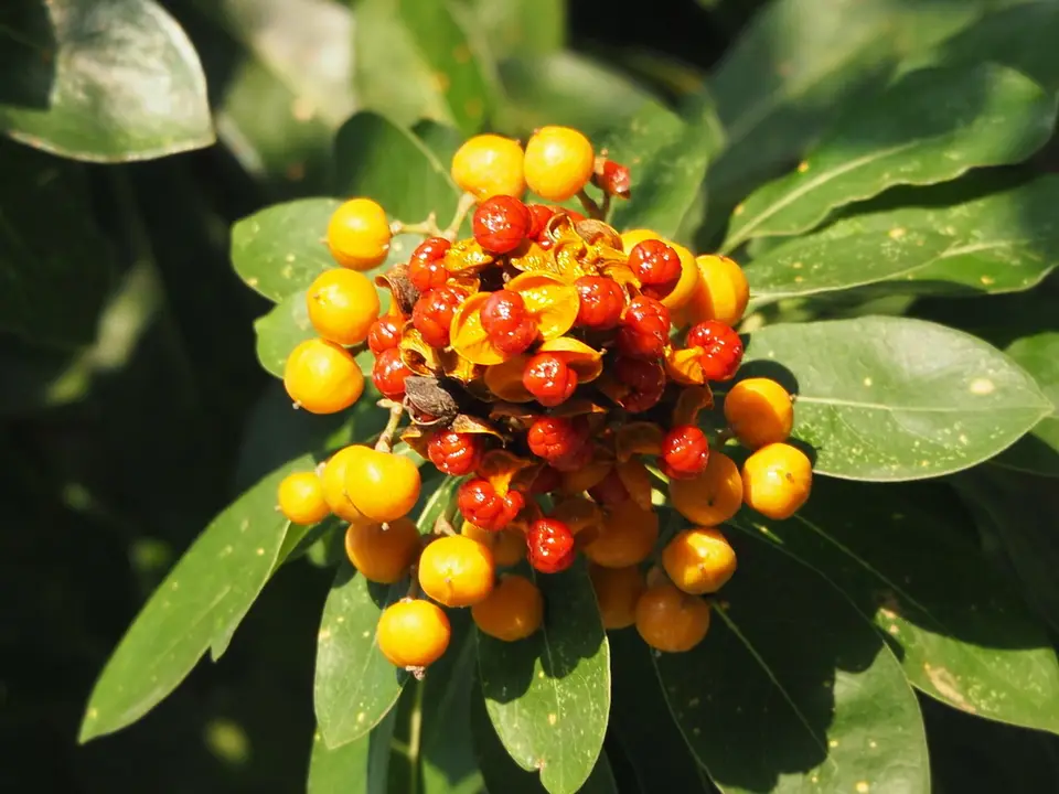 Taiwanese Cheesewood (Pittosporum pentandrum)