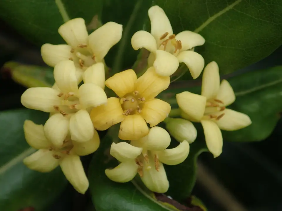 Japanese Cheesewood (Pittosporum tobira)