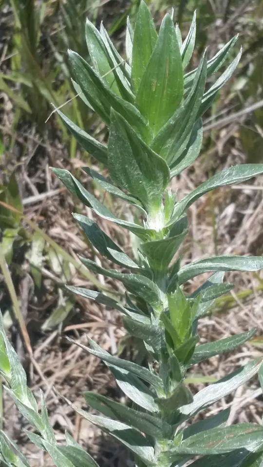 Scrub Goldenaster (Pityopsis aequilifolia)