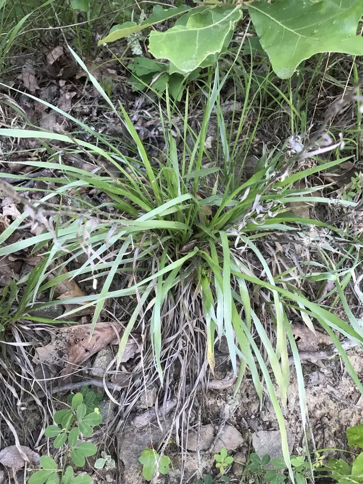 Pineland Silkgrass (Pityopsis aspera)