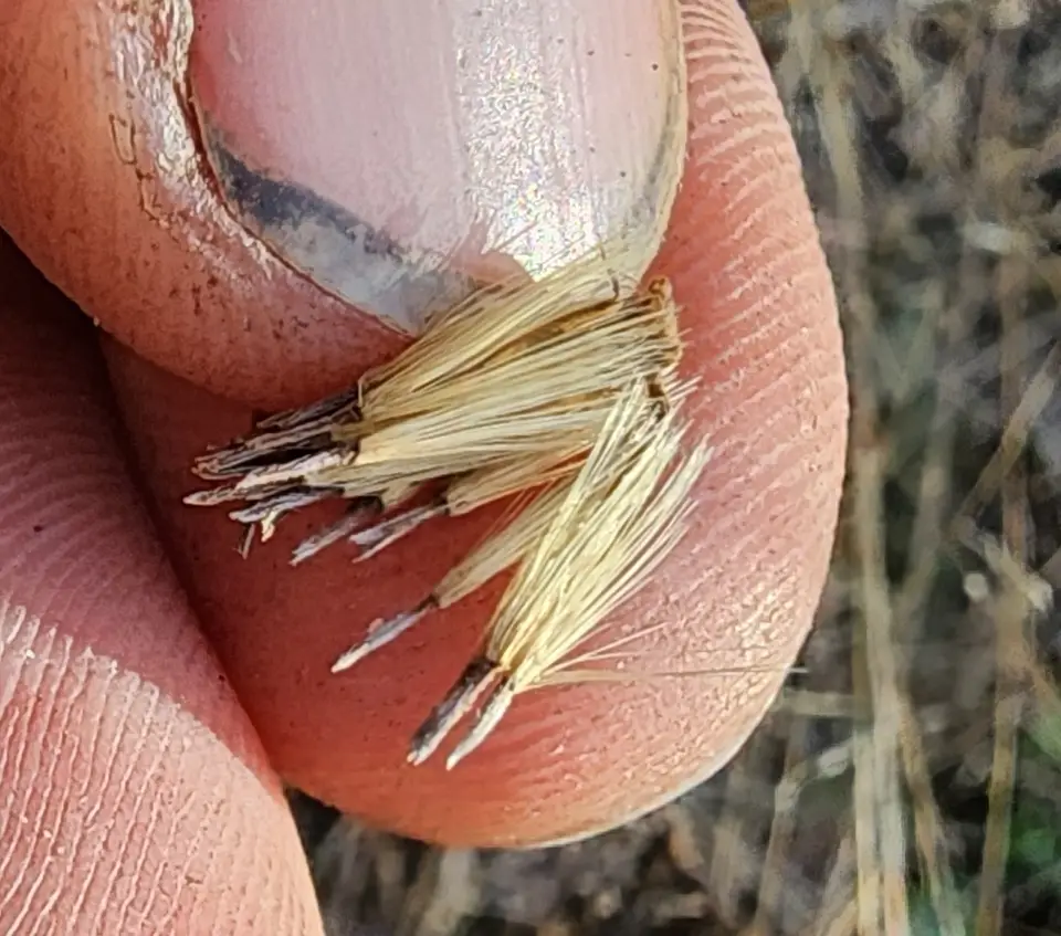 Zigzag Silkgrass (Pityopsis flexuosa)