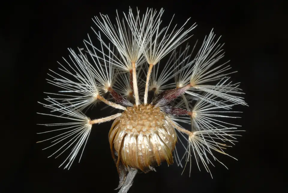 Narrowleaf Silkgrass (Pityopsis graminifolia)