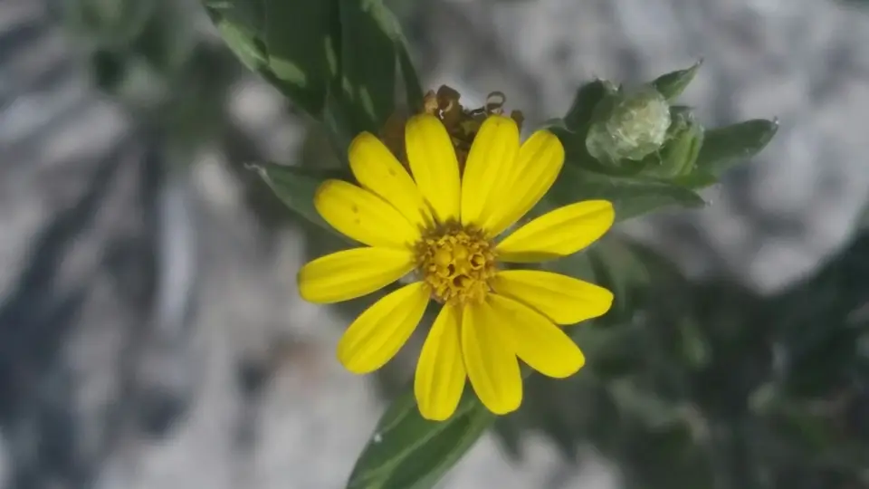Broad-Leaved Goldenaster (Pityopsis latifolia)