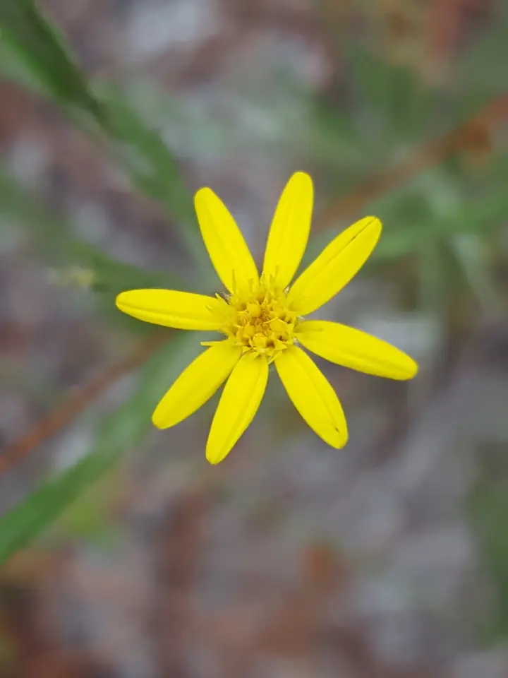 Pityopsis microcephala (Pityopsis microcephala)