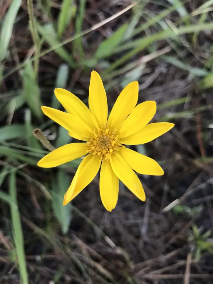 Grassleaf Goldaster (Pityopsis oligantha)