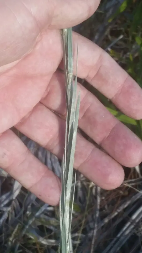 Tracy's Silkgrass (Pityopsis tracyi)