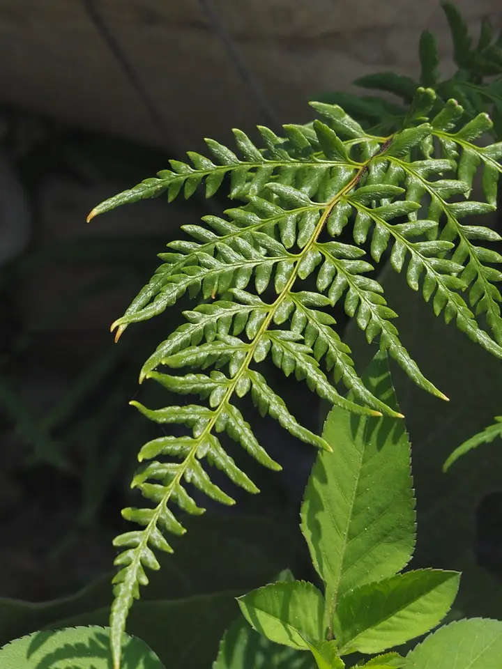 Silver Fern (Pityrogramma calomelanos)