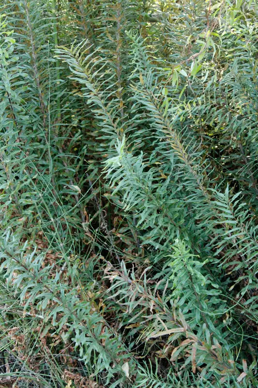 Goldenrod Fern (Pityrogramma trifoliata)