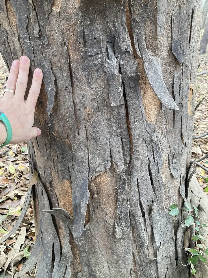 Water Elm (Planera aquatica)