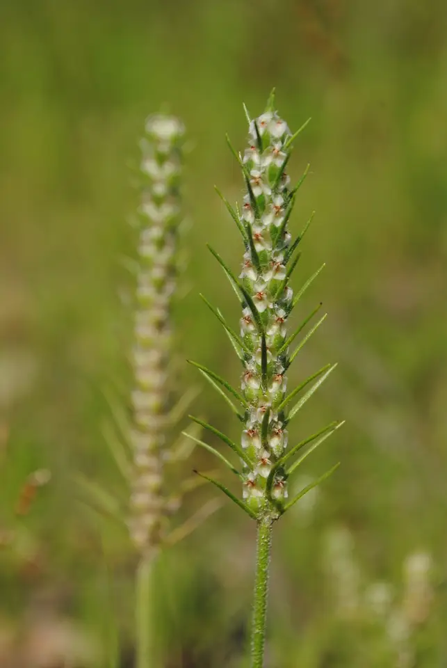 Bracted Plantain (Plantago aristata)