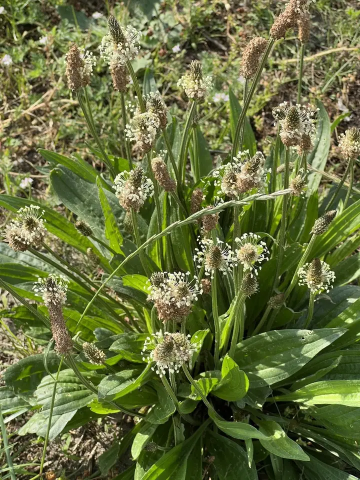 Ribwort Plantain (Plantago lanceolata)