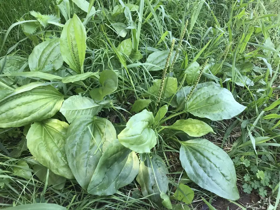Greater Plantain (Plantago major)