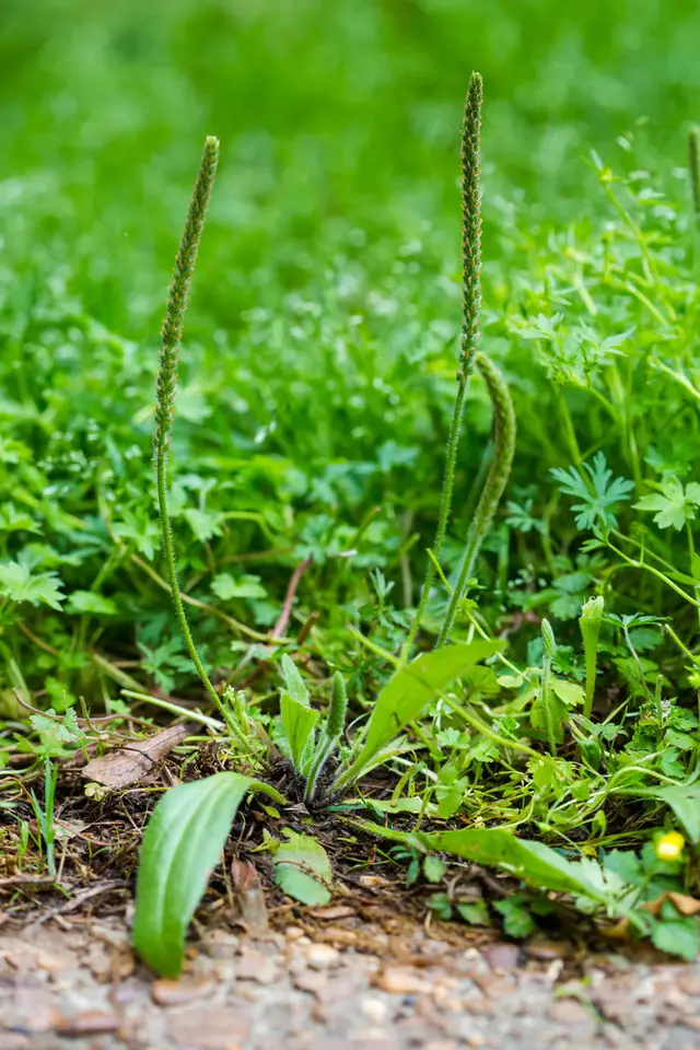 American Plantain (Plantago rugelii)