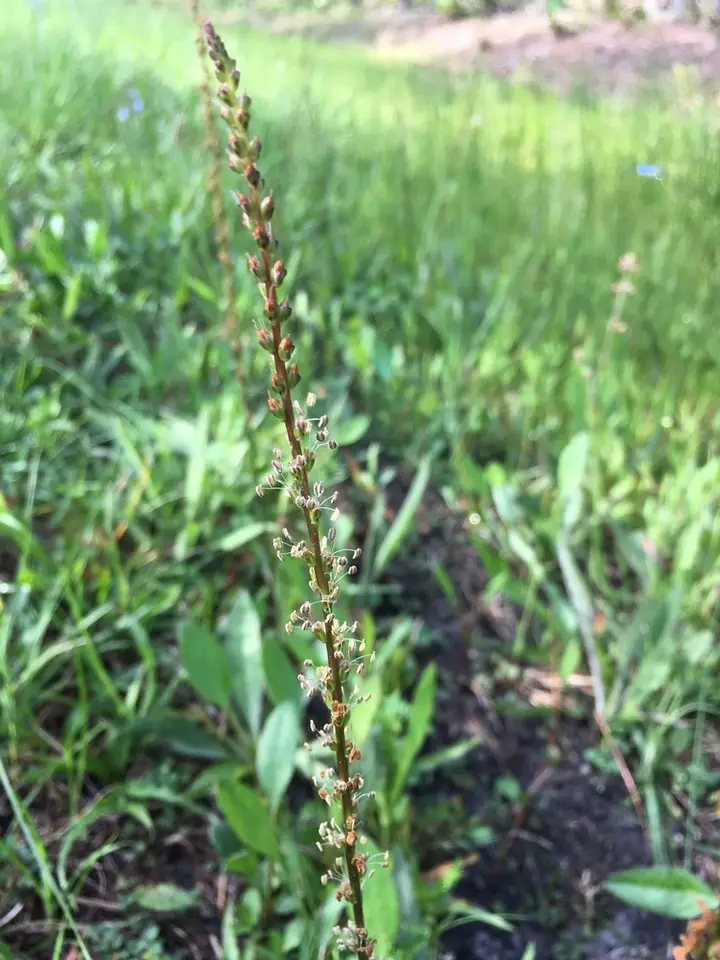 Pineland Plantain (Plantago sparsiflora)