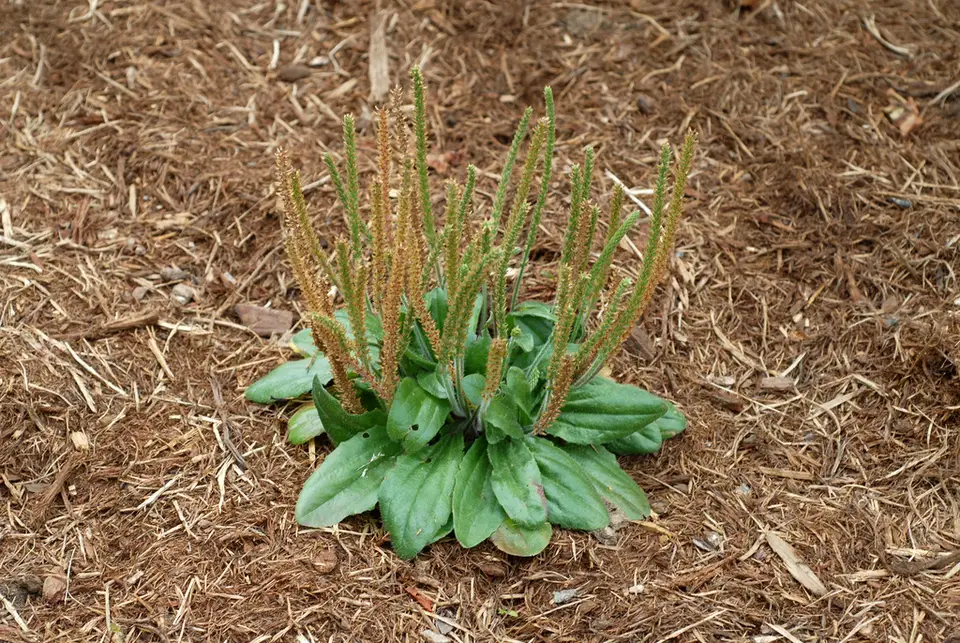 Dwarf Plantain (Plantago virginica)